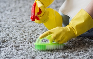 Professional cleaner removing mold from carpet